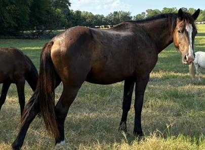 large black mare percheron horse walking through pasture alongside other horses at the horse rescue, who look smaller in comparison