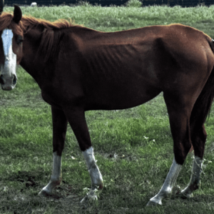 sorrel mare quarter horse with white stocking markings on its legs and a blaze marking on its face, walking through grassy fields at the horse rescue