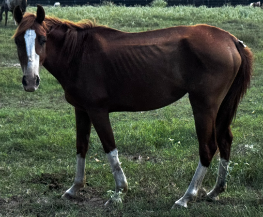 sorrel mare quarter horse with white stocking markings on its legs and a blaze marking on its face, walking through grassy fields at the horse rescue