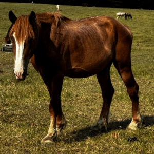 chestnut/sorrel belgium with white blaze facial marking grazing pasture at horse rescue