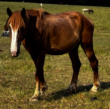 chestnut/sorrel belgium with white blaze facial marking grazing pasture at horse rescue