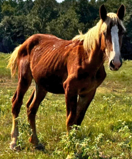 sorrel belgian horse with blonde mane and tail with blaze facial marking in pasture at horse rescue