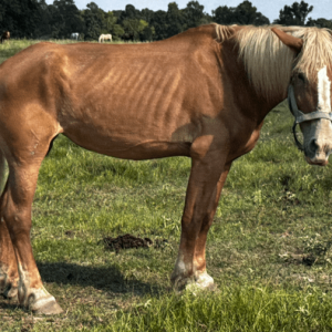 chestnut belgian horse with blonde mane and tail standing in pasture at horse rescue