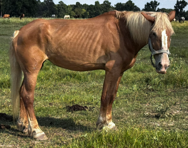 chestnut belgian horse with blonde mane and tail standing in pasture at horse rescue