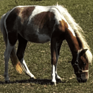 chestnut and white paint mini pony grazing in pasture at horse rescue
