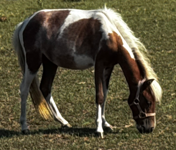 chestnut and white paint mini pony grazing in pasture at horse rescue