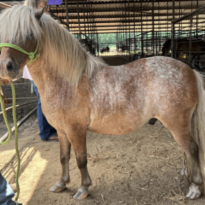 shetland pony standing in gated area at the auction before coming to the horse rescue