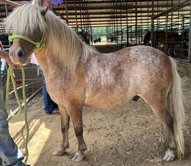 shetland pony standing in gated area at the auction before coming to the horse rescue