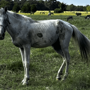 gray pony standing in pasture at horse rescue
