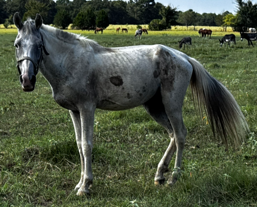gray pony standing in pasture at horse rescue