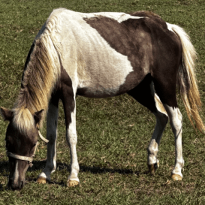 mini pony with paint coloring walking through pastures at horse rescue