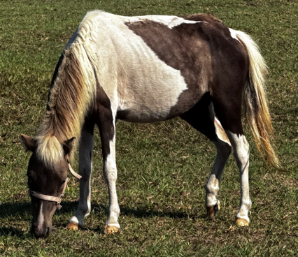 mini pony with paint coloring walking through pastures at horse rescue