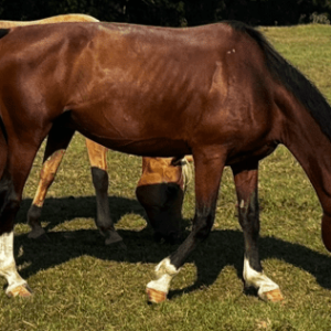bay colored dutch harness horse grazing pasture at horse rescue