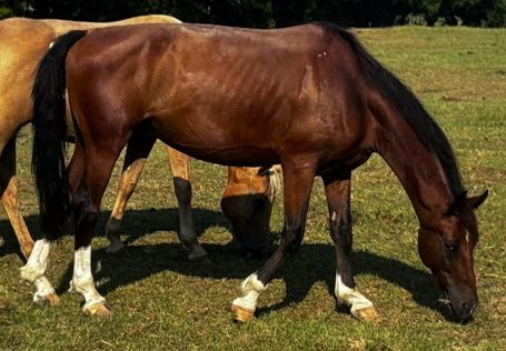 bay colored dutch harness horse grazing pasture at horse rescue