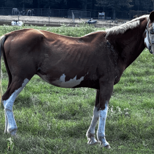 paint horse with bald face and blue eyes standing in pasture at horse rescue