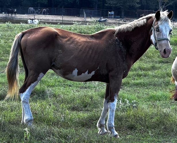 paint horse with bald face and blue eyes standing in pasture at horse rescue