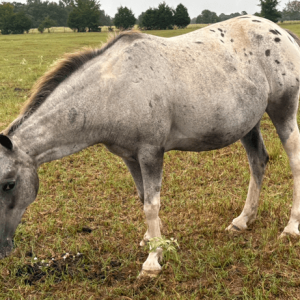 appaloosa mare grazing pasture at horse rescue