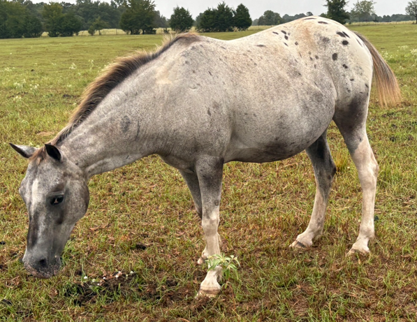appaloosa mare grazing pasture at horse rescue