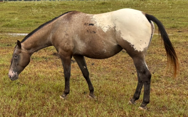 blanket appaloosa mare grazing pasture at horse rescue