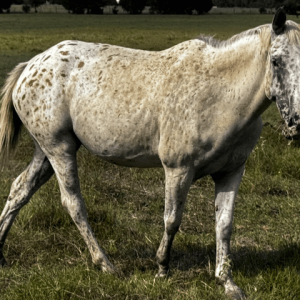 spotted appaloosa mare walking through fields at horse rescue