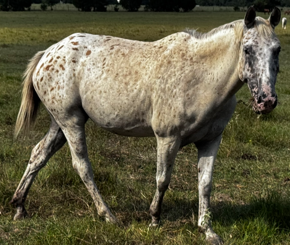 spotted appaloosa mare walking through fields at horse rescue