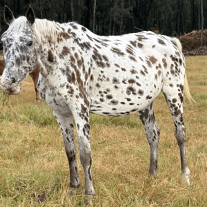 spotted appaloosa mare standing in field at horse rescue