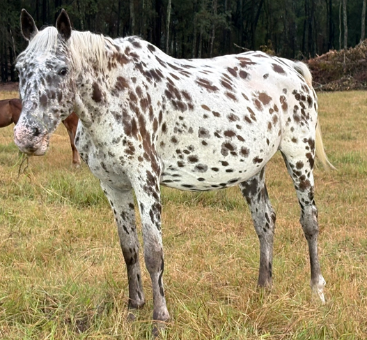 spotted appaloosa mare standing in field at horse rescue
