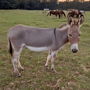 gray donkey in pasture at horse rescue