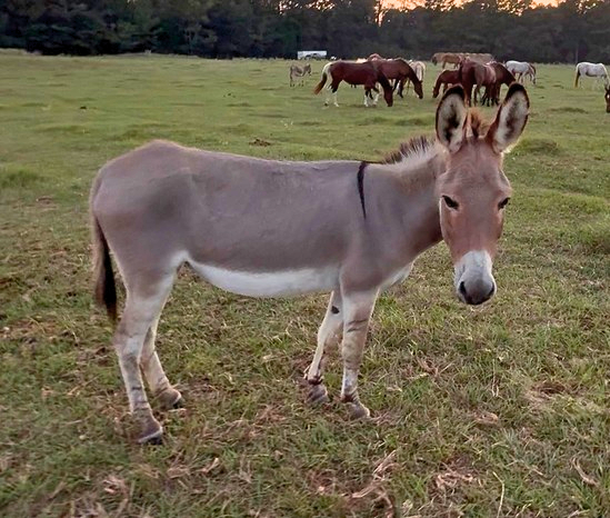 gray donkey in pasture at horse rescue
