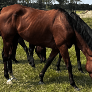 bay mare quarter horse with blaze facial marking grazing in pasture at horse rescue