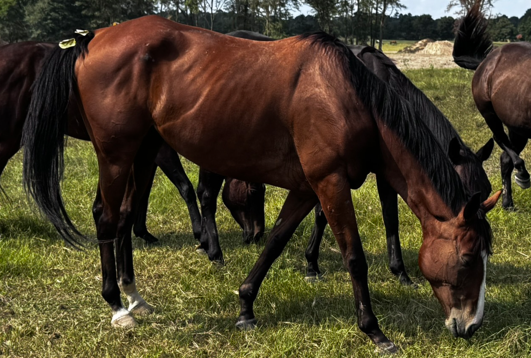 bay mare quarter horse with blaze facial marking grazing in pasture at horse rescue