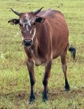 brown zebu standing in pasture at horse rescue