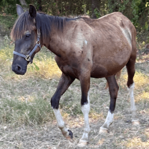 brown bay colored quarter horse with 4 white socks markings on legs with black mane and tail wearing a black bridle