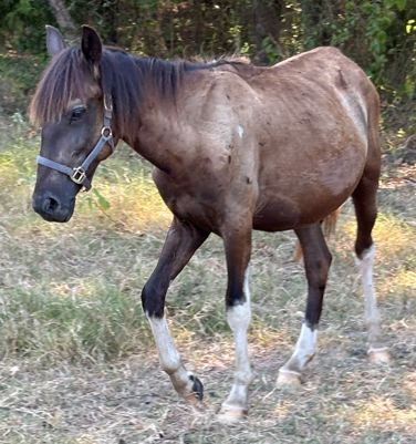 brown bay colored quarter horse with 4 white socks markings on legs with black mane and tail wearing a black bridle