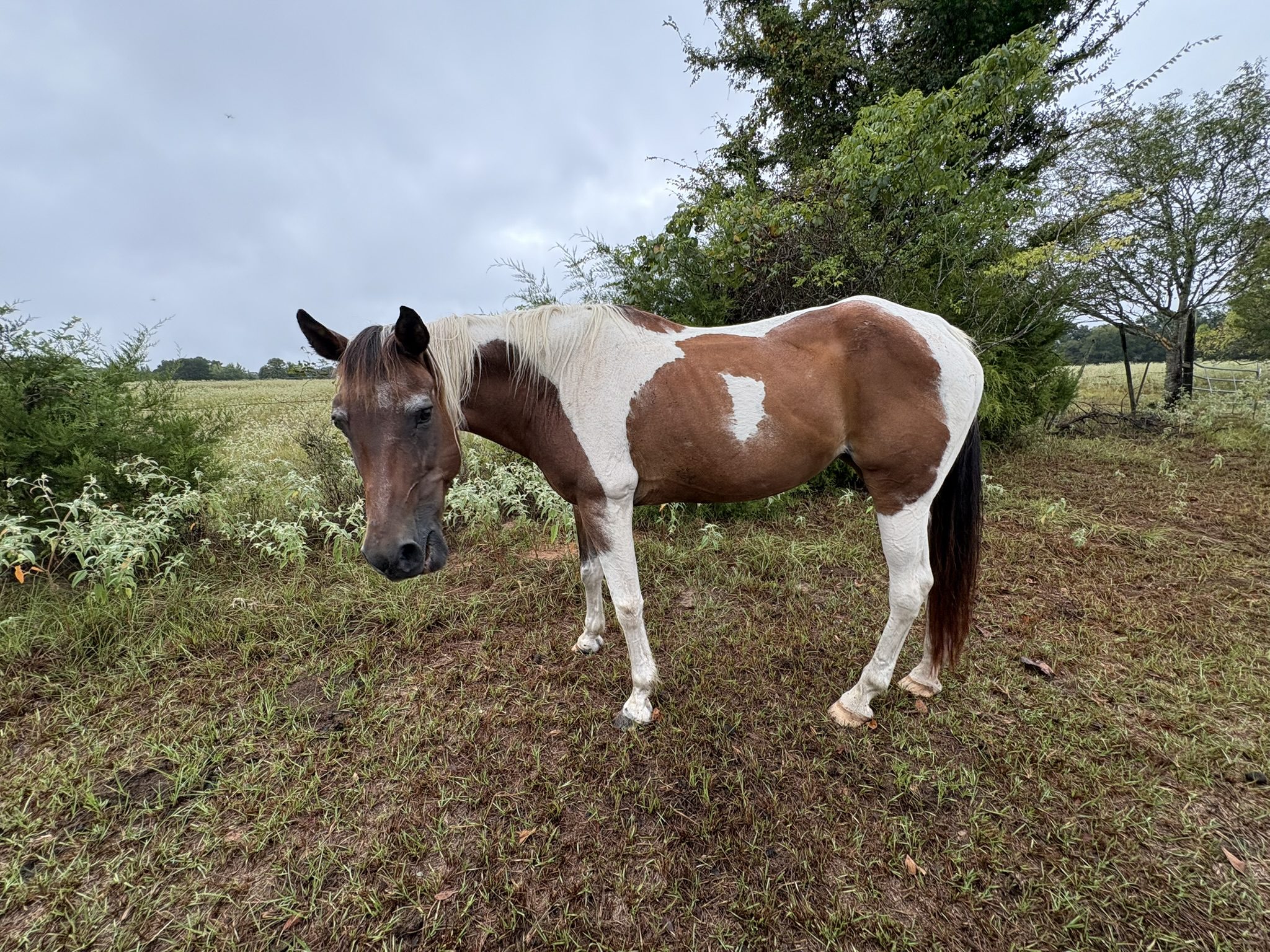 blaze (copy) blaze (copy)