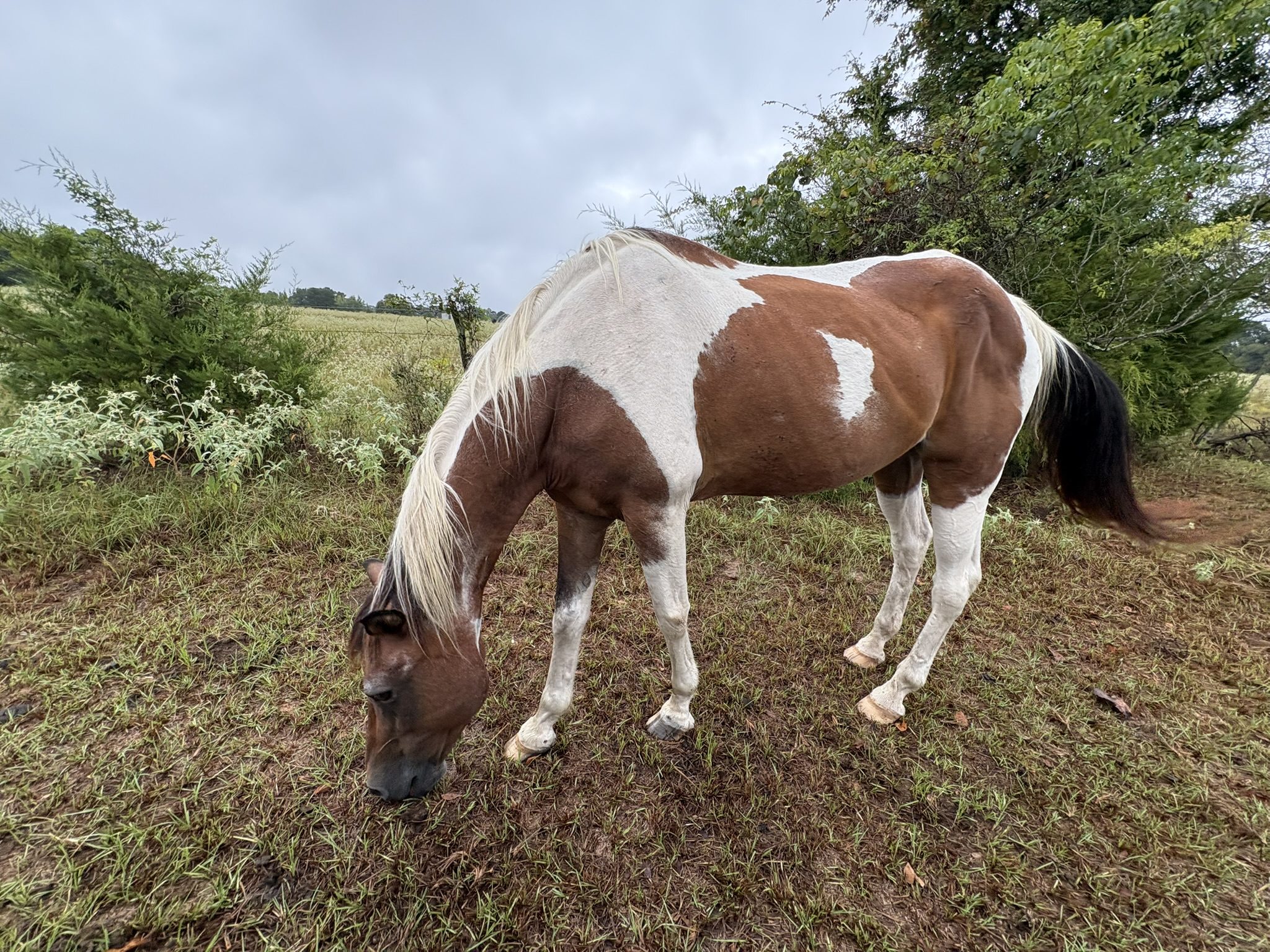 blaze (copy) blaze (copy)