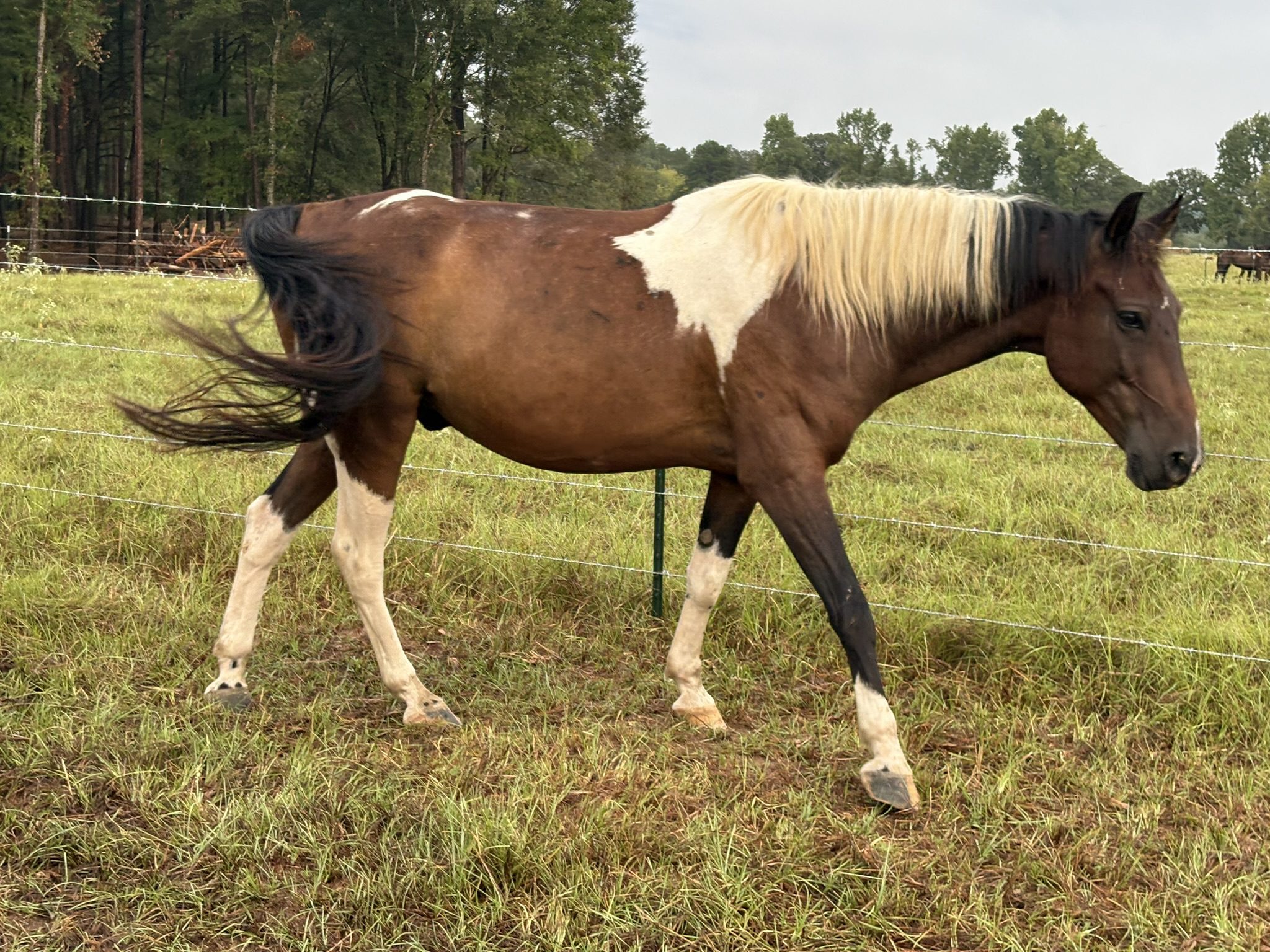 blaze (copy) blaze (copy)