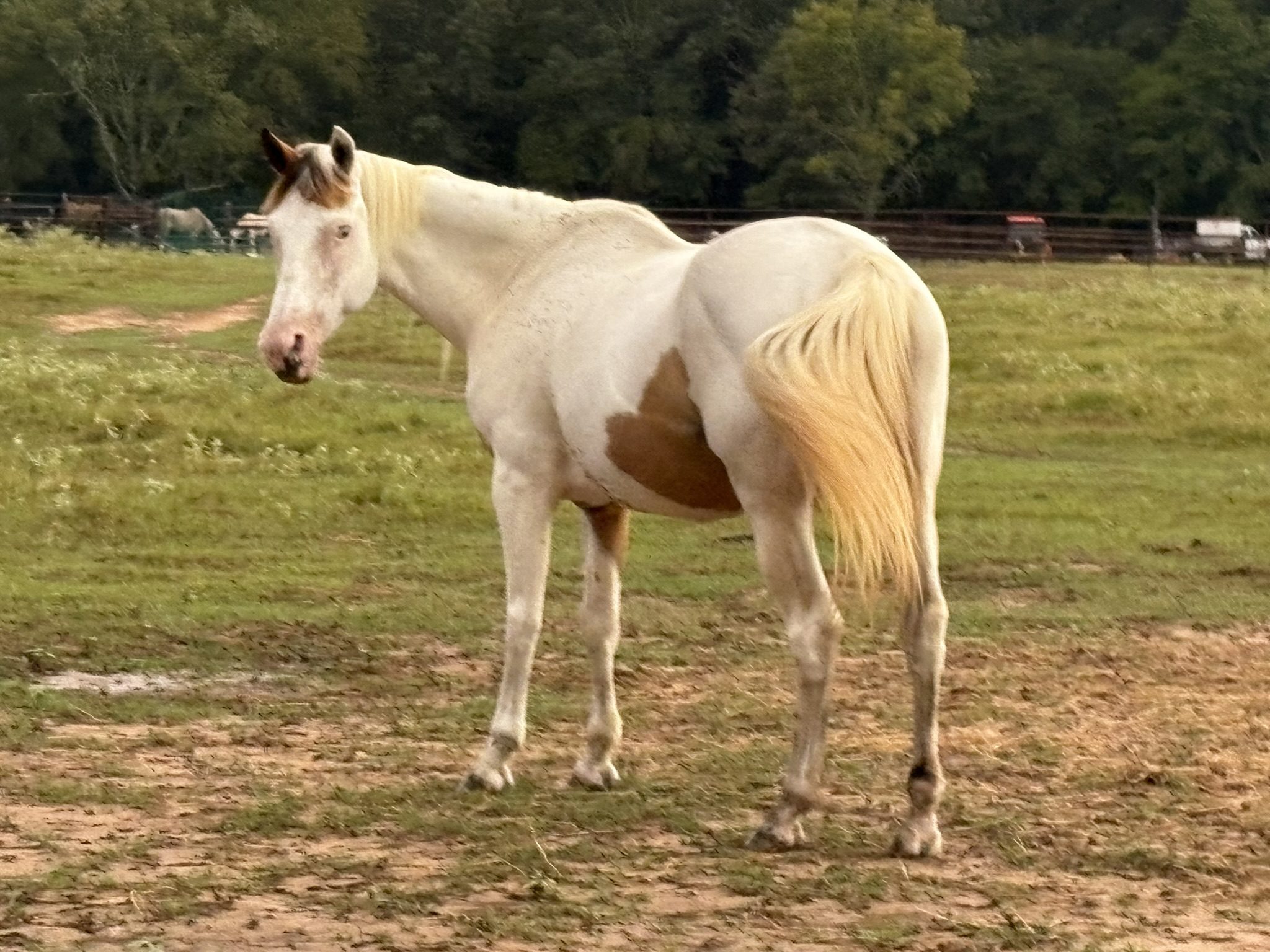 rose (copy) rose (copy)