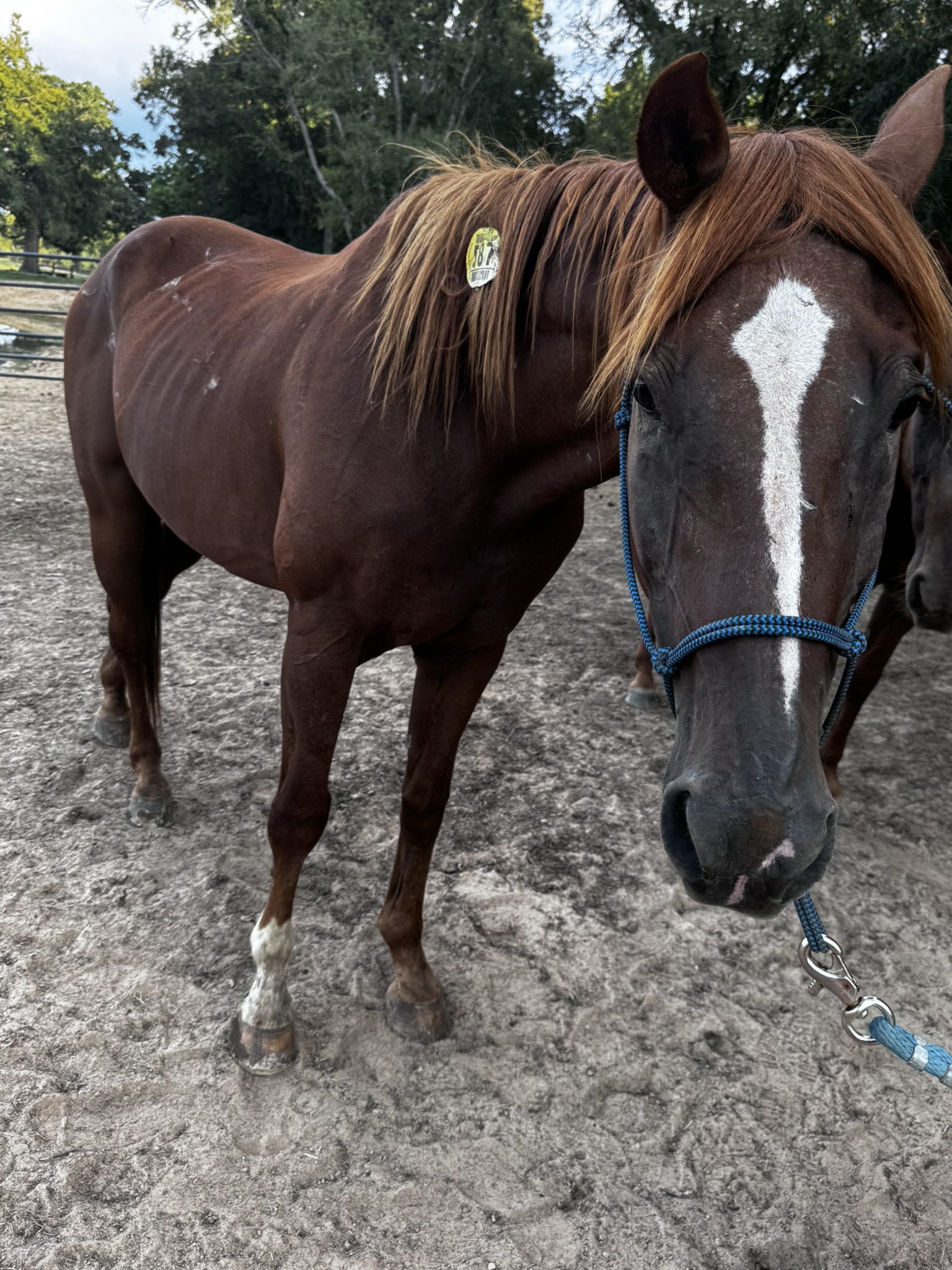 pepper (copy) pepper (copy)