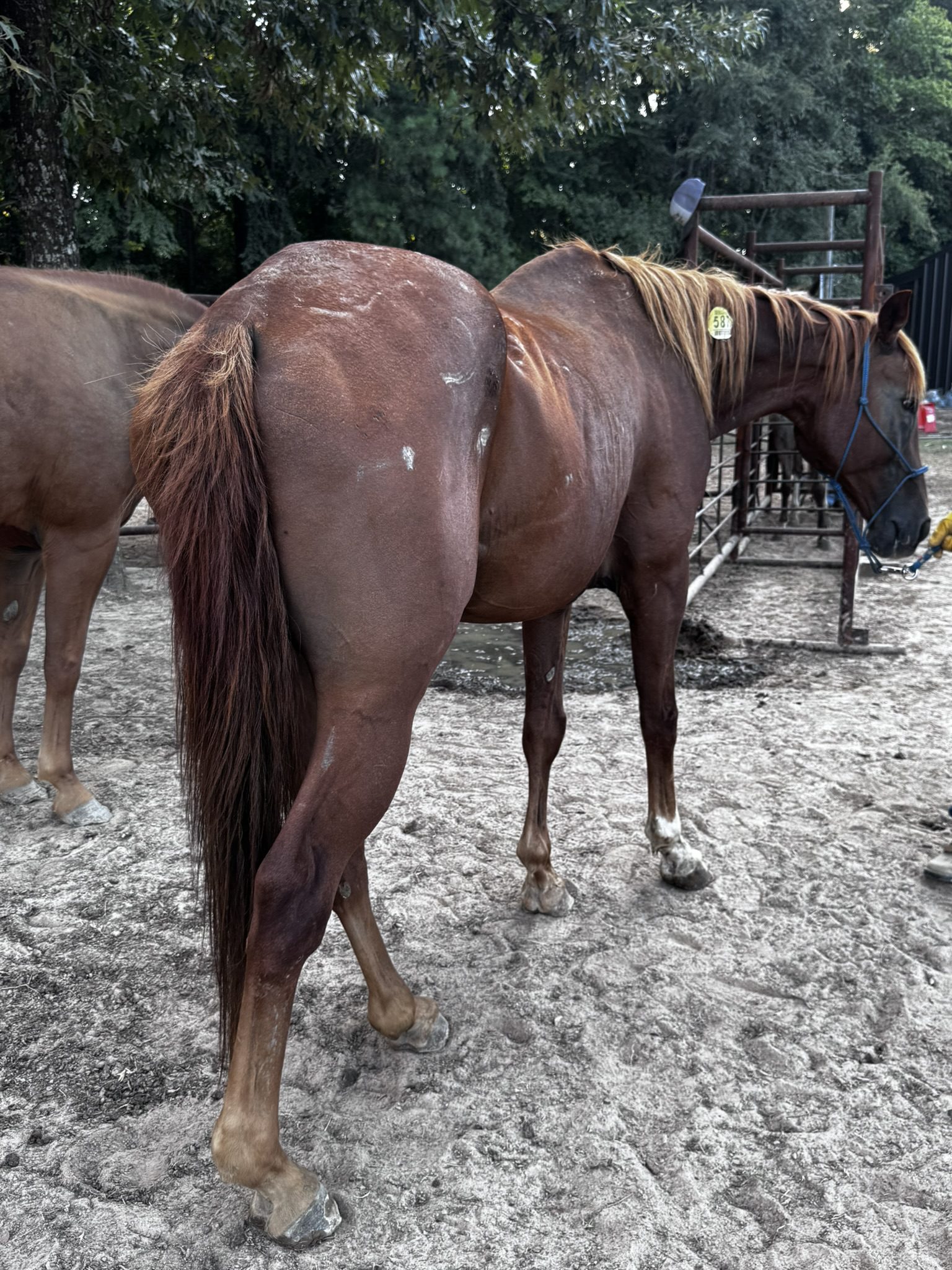 pepper (copy) pepper (copy)