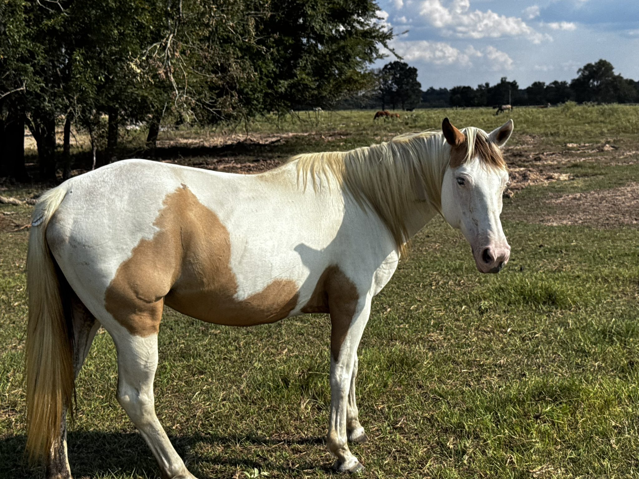 rose (copy) rose (copy)