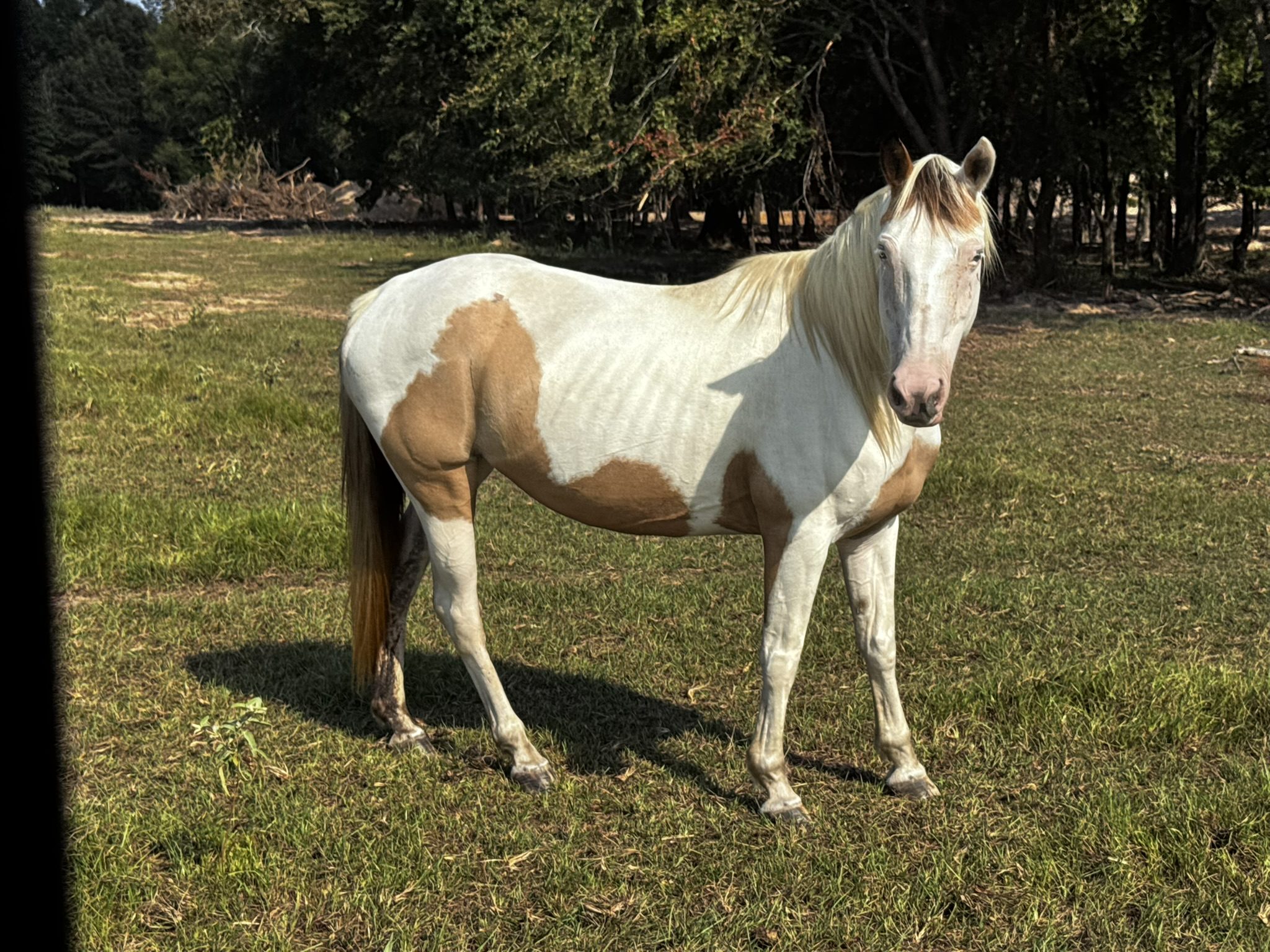 rose (copy) rose (copy)