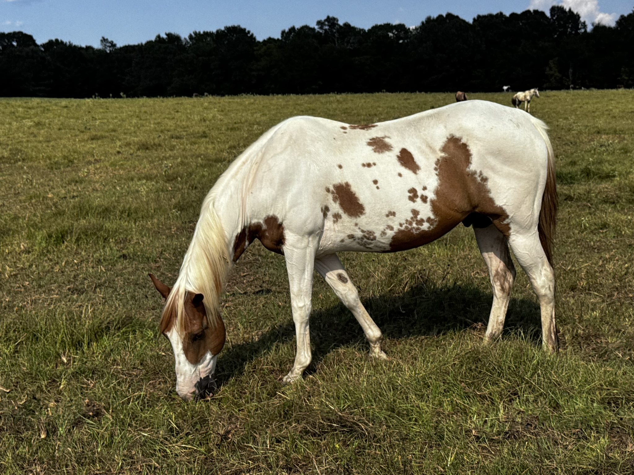 rainbow (copy) rainbow (copy)