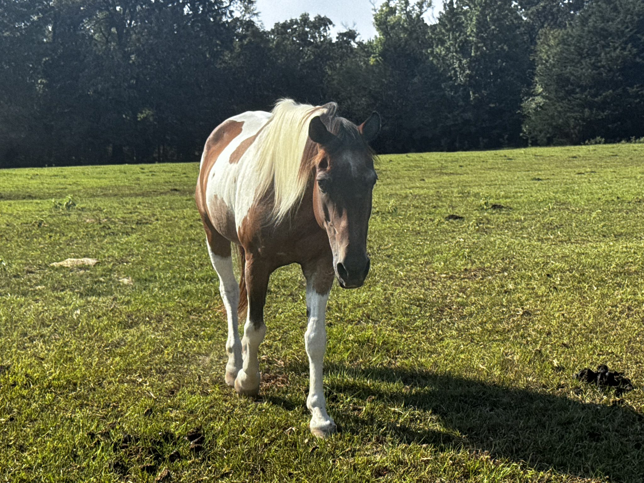 blaze (copy) blaze (copy)