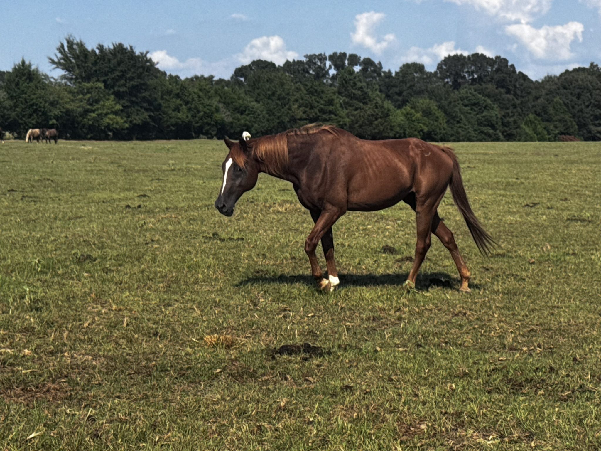 pepper (copy) pepper (copy)