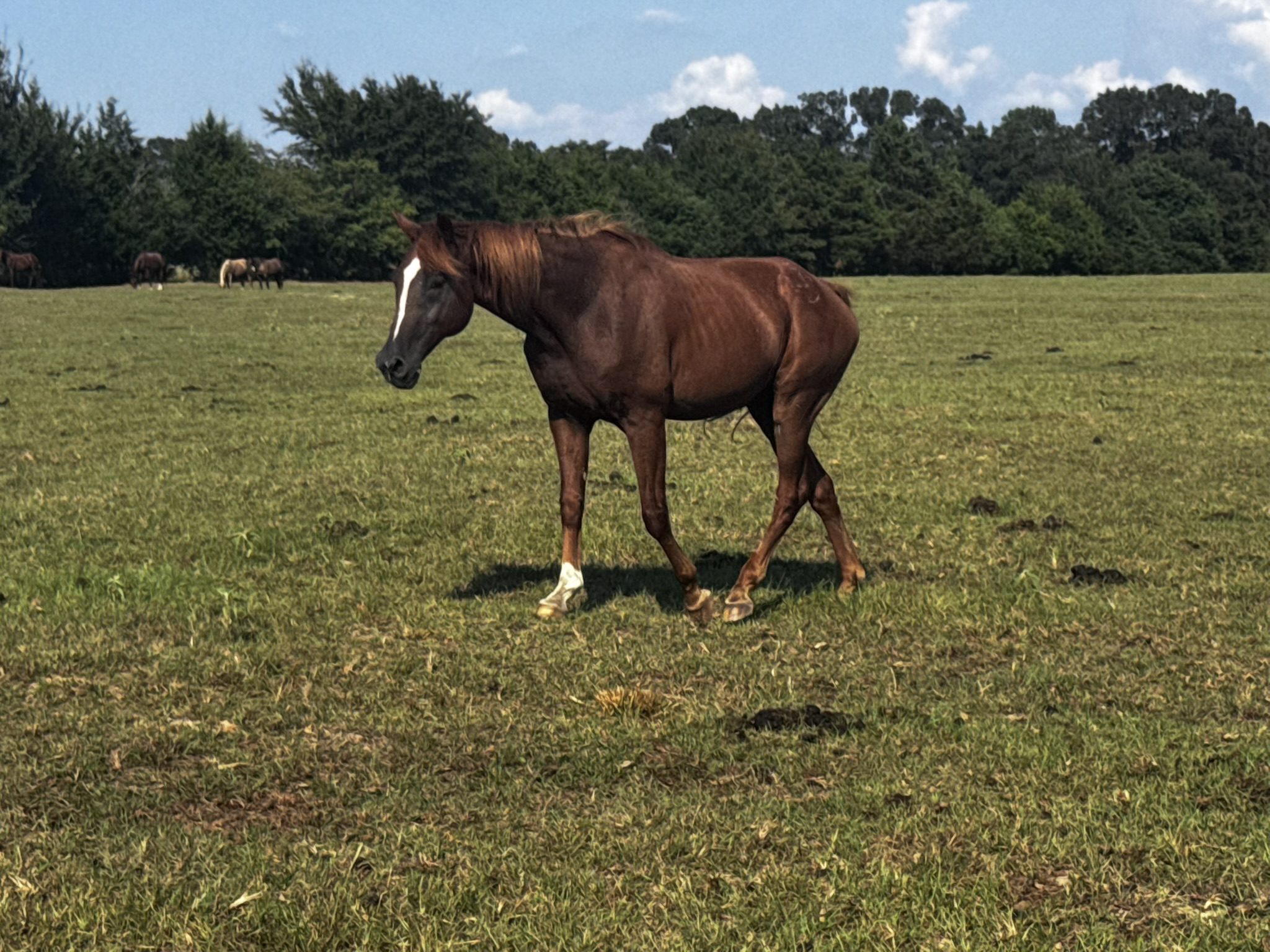 pepper (copy) pepper (copy)
