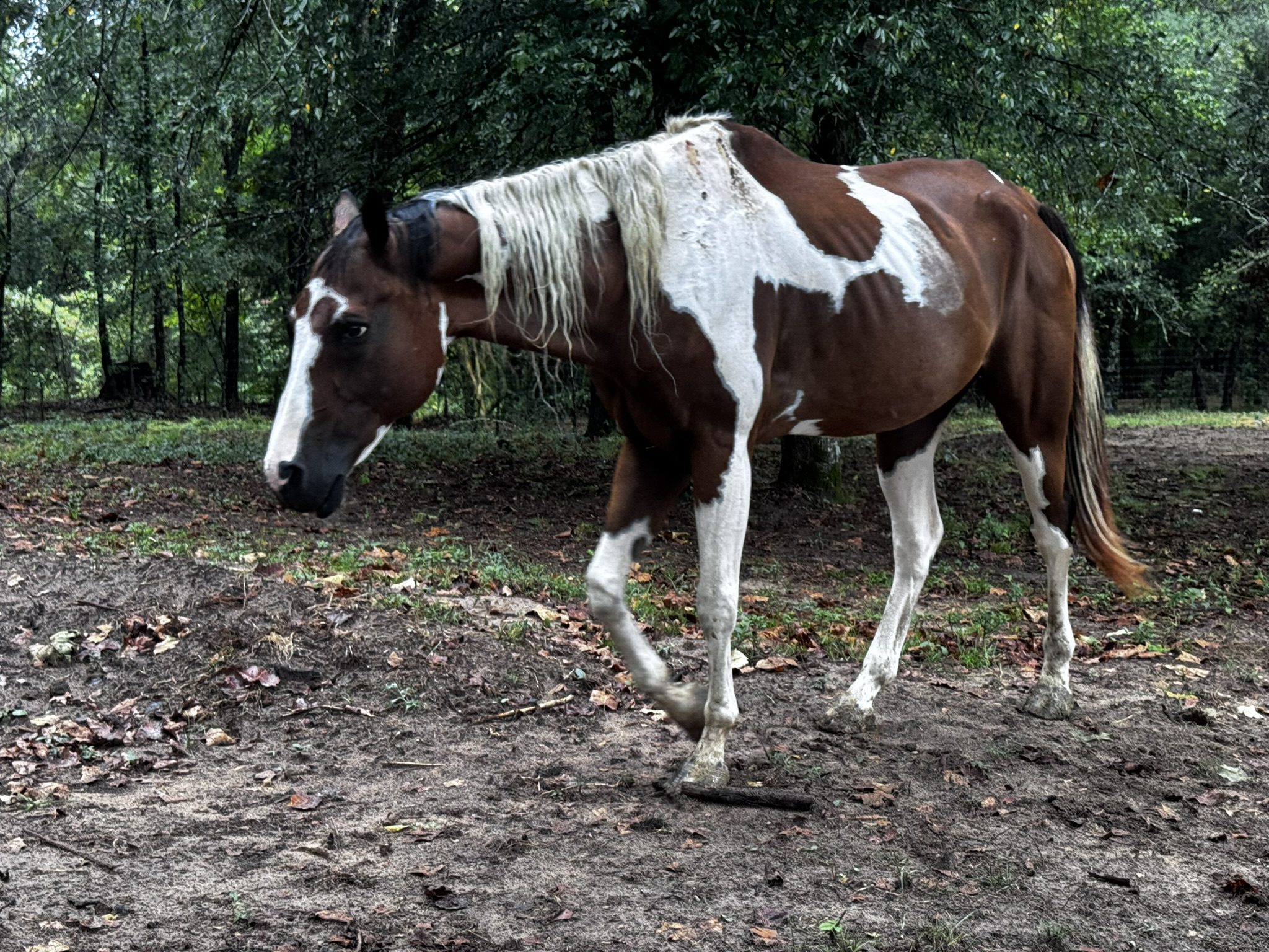 darlin (copy) darlin (copy)