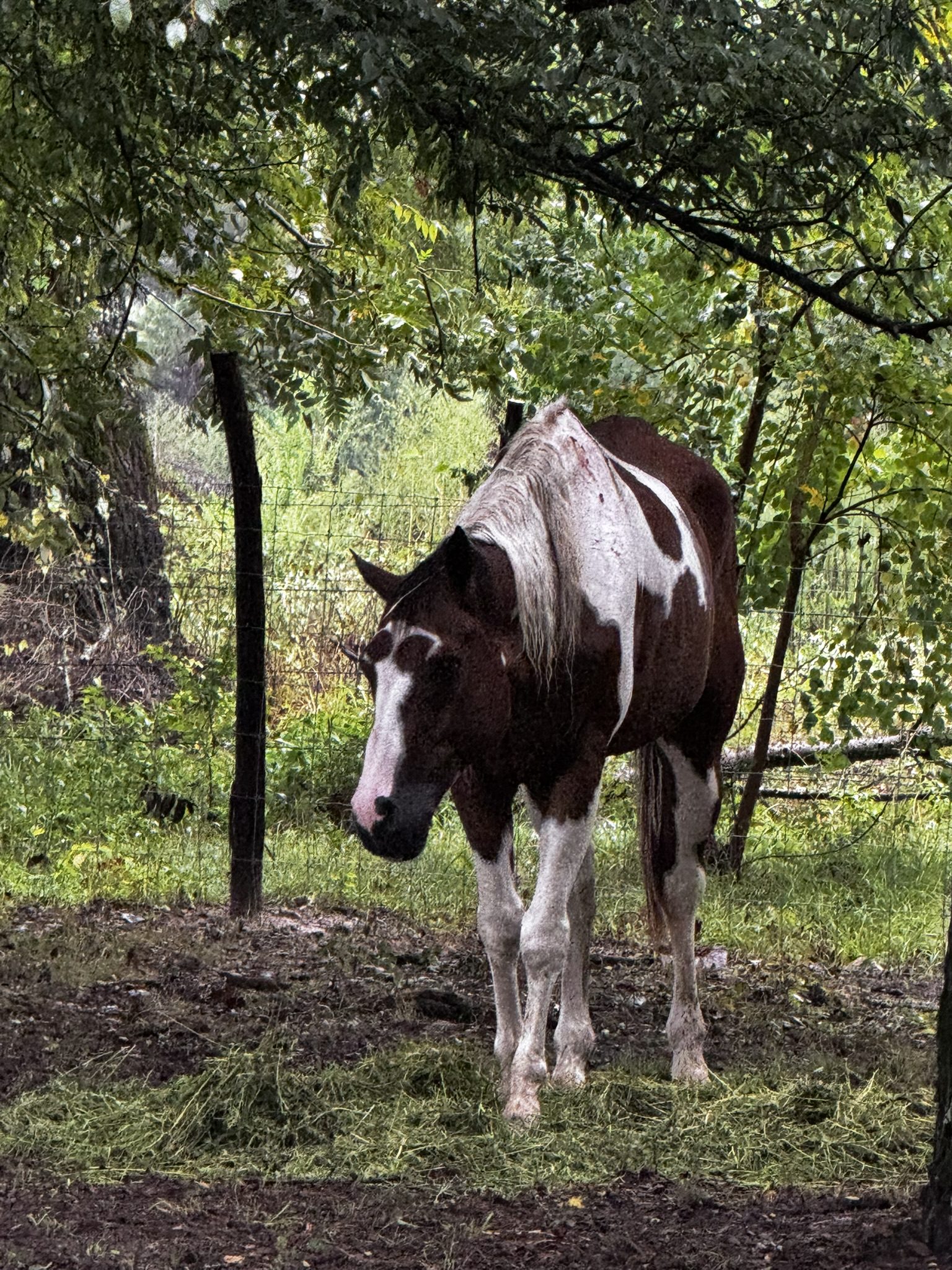 darlin (copy) darlin (copy)