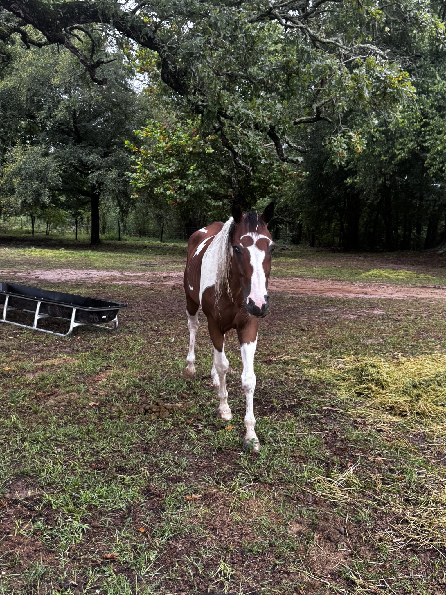 darlin (copy) darlin (copy)