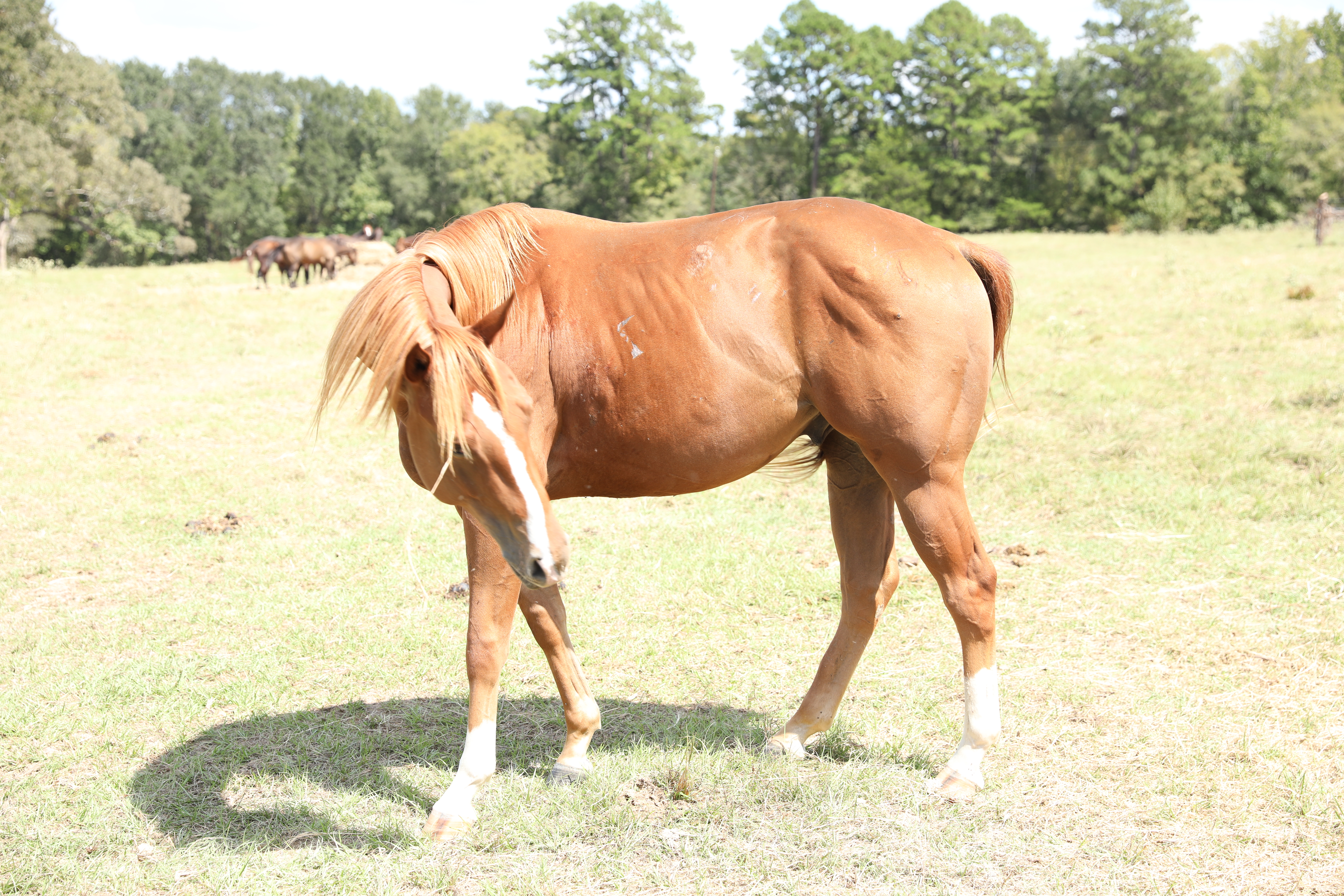 auto draft auto draft